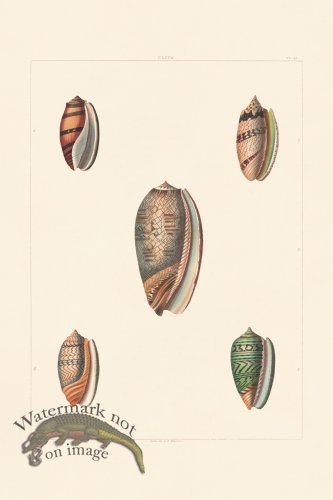 (image for) Perry Shell 41