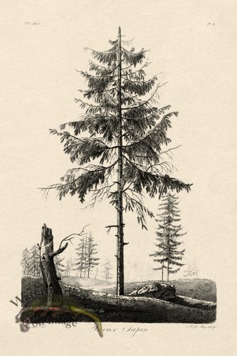 (image for) Defiennes Tree 12