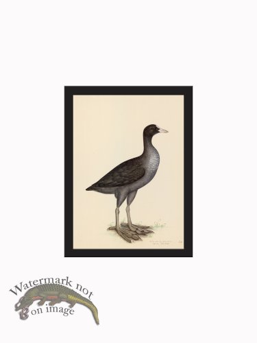 (image for) Rudbeck CFA_BF 24 EURASIAN COOT