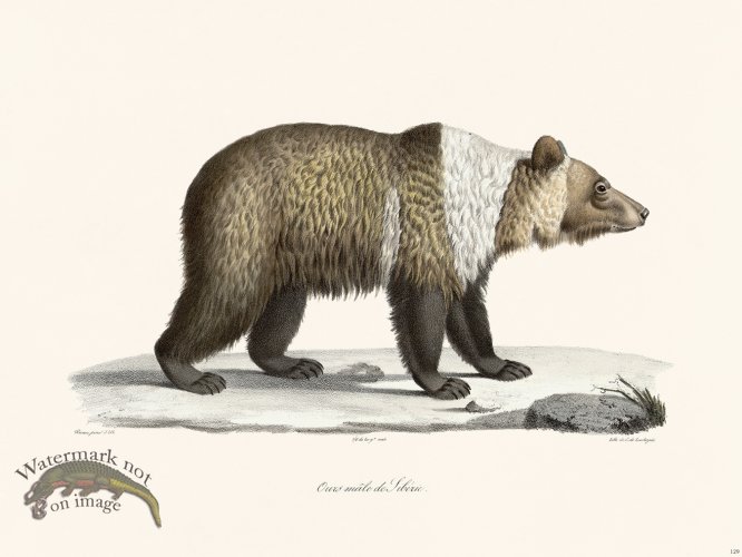 (image for) Cuvier 129 Male Siberian Brown Bear