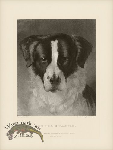 (image for) SA Dogs 06 Newfoundland