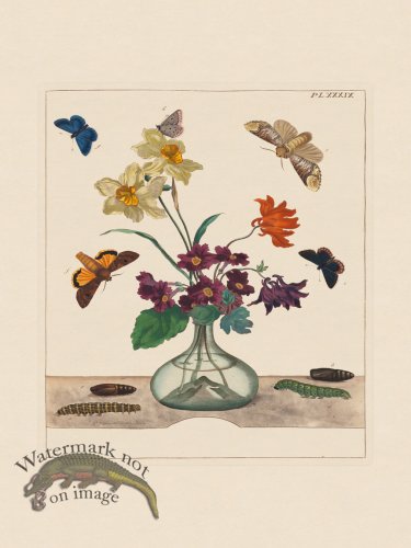 (image for) Moses Harris Insects 39