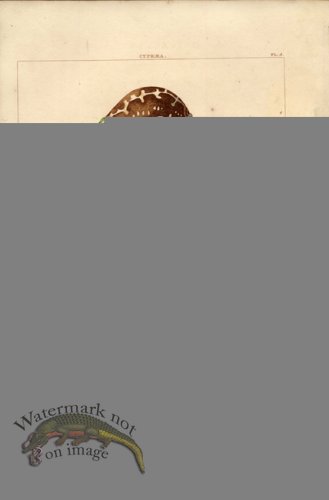 (image for) Perry pl 5