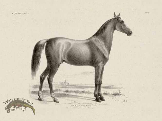 (image for) Morgan Horse
