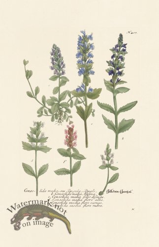 (image for) Weinmann PL 407