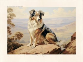 CFA Dog Australian Shepherd