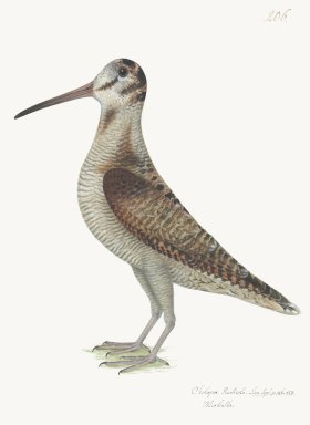 Rudbeck 206 Woodcock 18x24