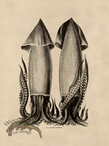 (image for) Octopus Tan 43