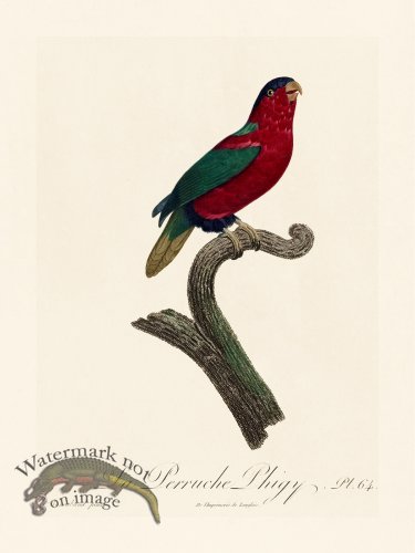 (image for) Barraband Parrot 064