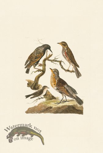 (image for) Pennant Zoology 079