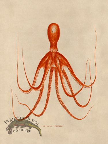 (image for) Octopus Orange 20