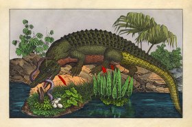 (image for) Schubert Reptiles Gator 1854