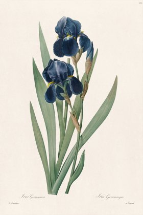 Les Liliacees Redoute 309