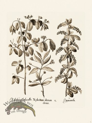 (image for) Besler 009 B1