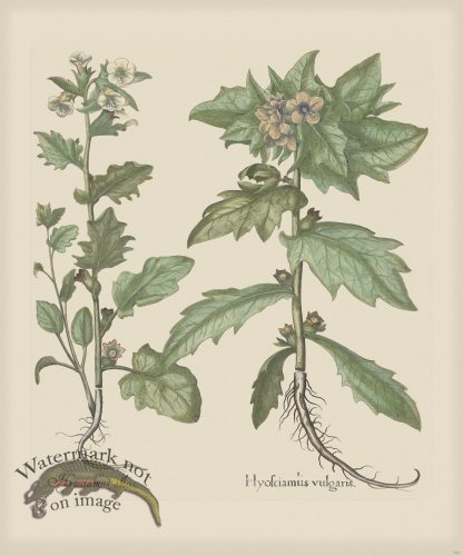 (image for) Besler 245 Colored B2