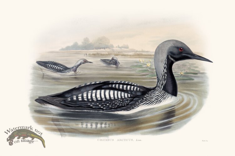 (image for) Gould Waterfowl 23