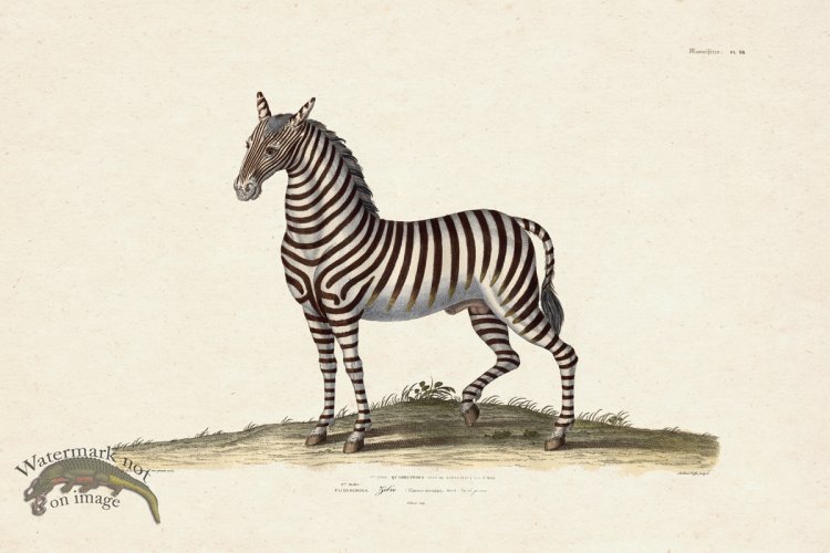 (image for) FNH 16 Zebra