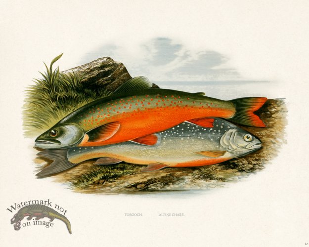 (image for) British FW 32