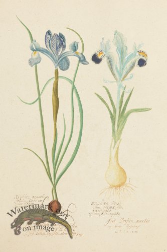 (image for) Blomboken 009