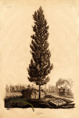 (image for) Defiennes Trees 19 S