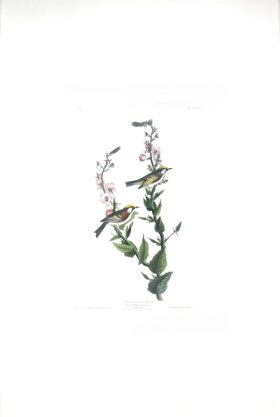 Chestnut-Sided Warbler