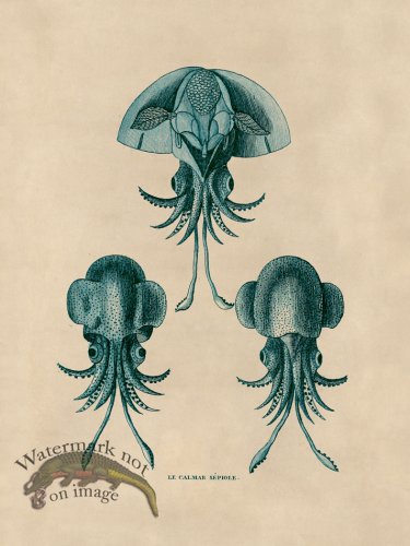 (image for) Octopus Teal 44