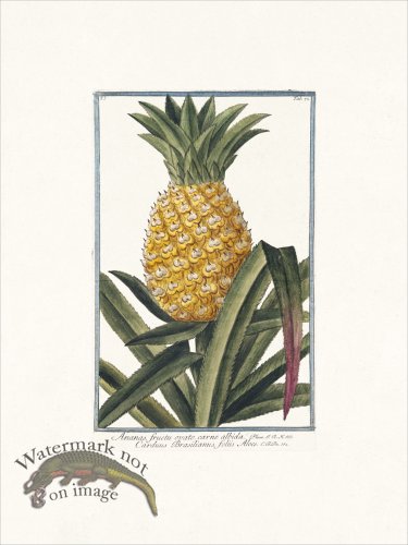 (image for) Bonelli 072 Pineapple