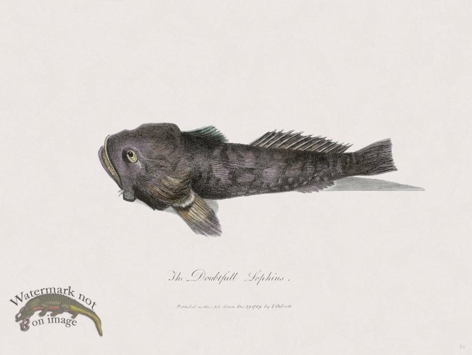 (image for) 51 New Holland Caffowary