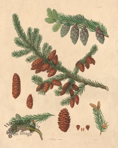 (image for) Lambert Pine 28