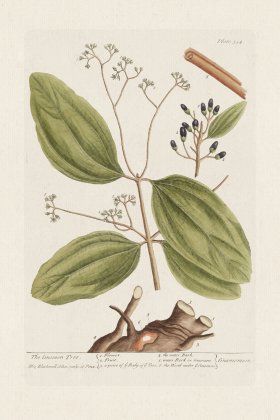 BEE 354 The Cinamon Tree