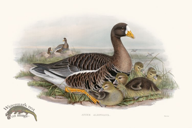 (image for) Gould Waterfowl 37