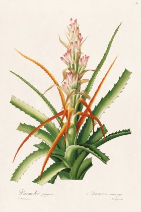 Les Liliacees Redoute 396