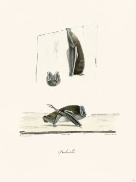 Cuvier 317 Barbastelle