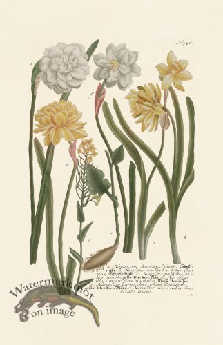 (image for) Weinmann PL 746