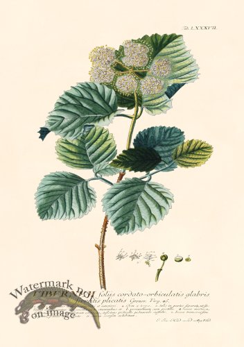 (image for) Trew Botanical 87