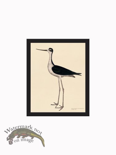 (image for) Rudbeck CFA_BF 299 Long legged Avocet
