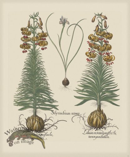 (image for) Besler 190 Colored B2