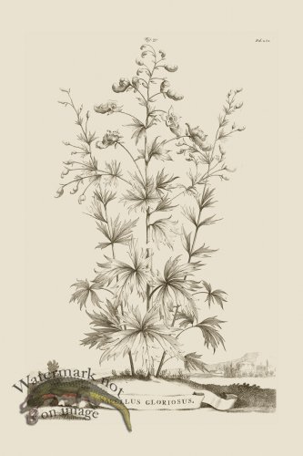 (image for) Abraham Munting 079