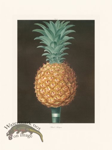 (image for) Brookshaw Fruit 03