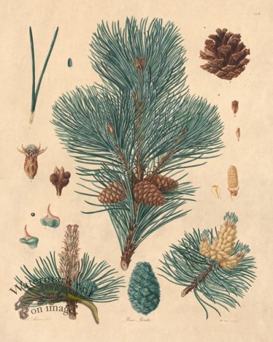 (image for) Lambert Pine 02