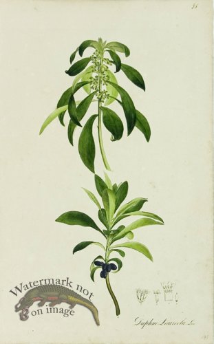 (image for) 1828_Gmp 070