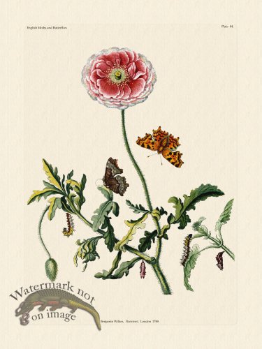 (image for) Wilkes Butterflies 084