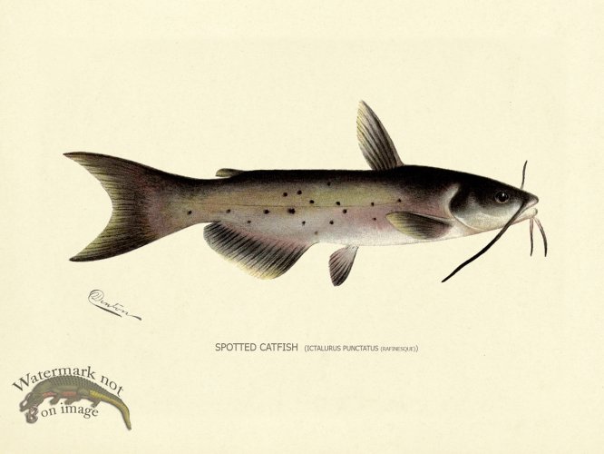 (image for) Catfish - Spotted