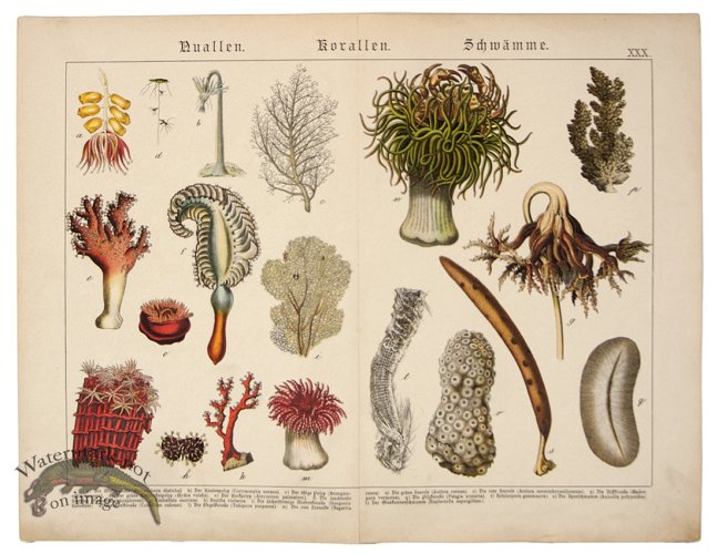 (image for) Sea Anemone