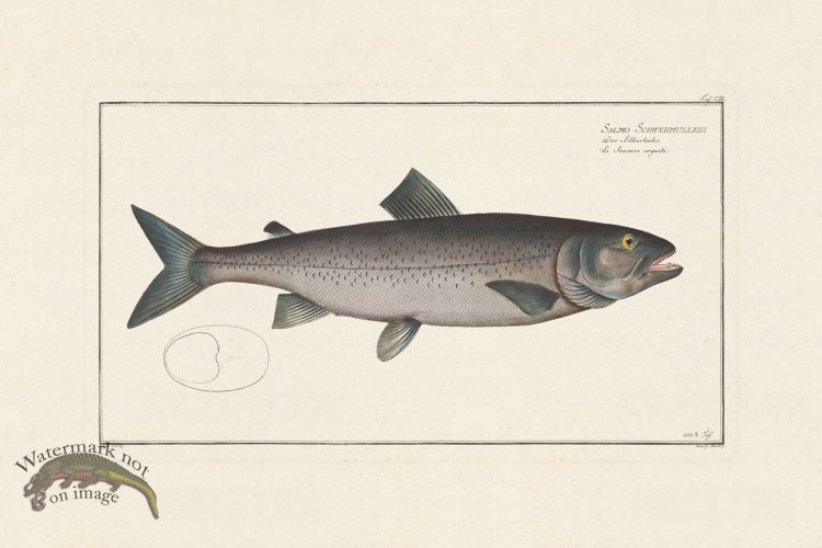 (image for) BLOCH FISH 103