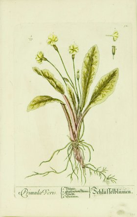 Blackwell German 063