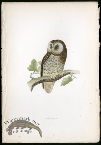 (image for) Tengmalm\'s Owl