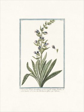 Bonelli 196 Viperine