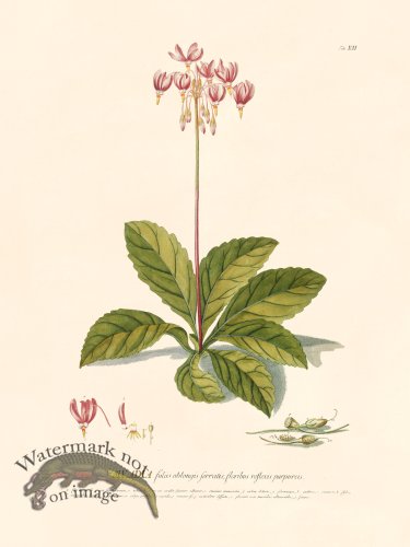 (image for) Trew Botanical 12