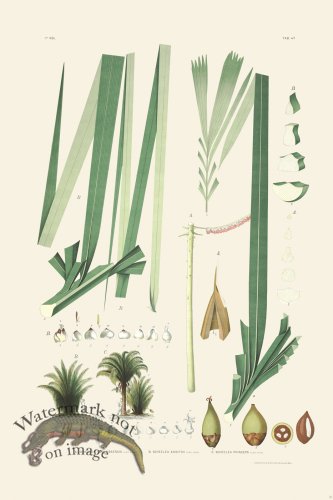 (image for) Rodrigues Palm Front 021